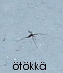 insect.png