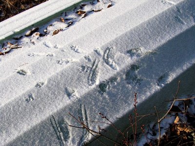 DSC01010.jpg